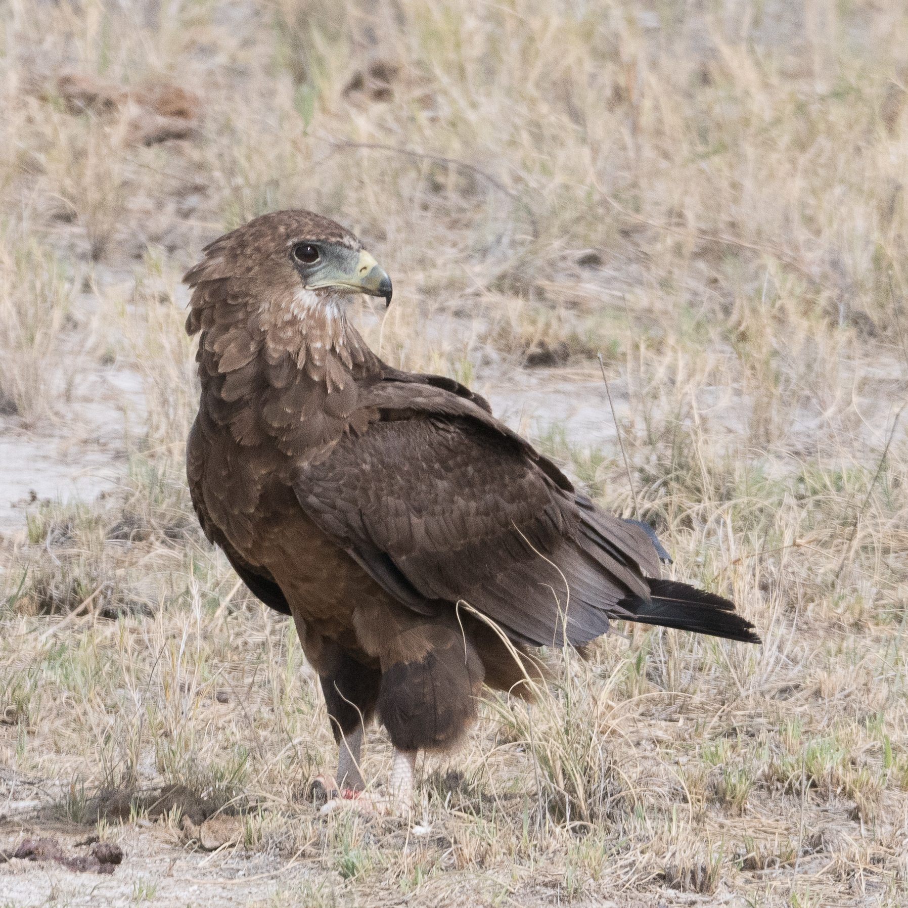 Bateleur des savanes immature (Bateleur, Terathopius ecaudatus), Namutoni, Parc National d'Etosha, Namibie.